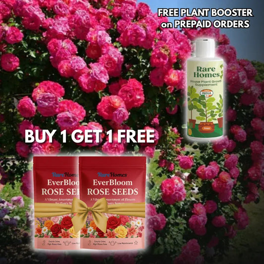 Elegant Climbing Rose Flower Seeds Buy 1 Get 1 Free